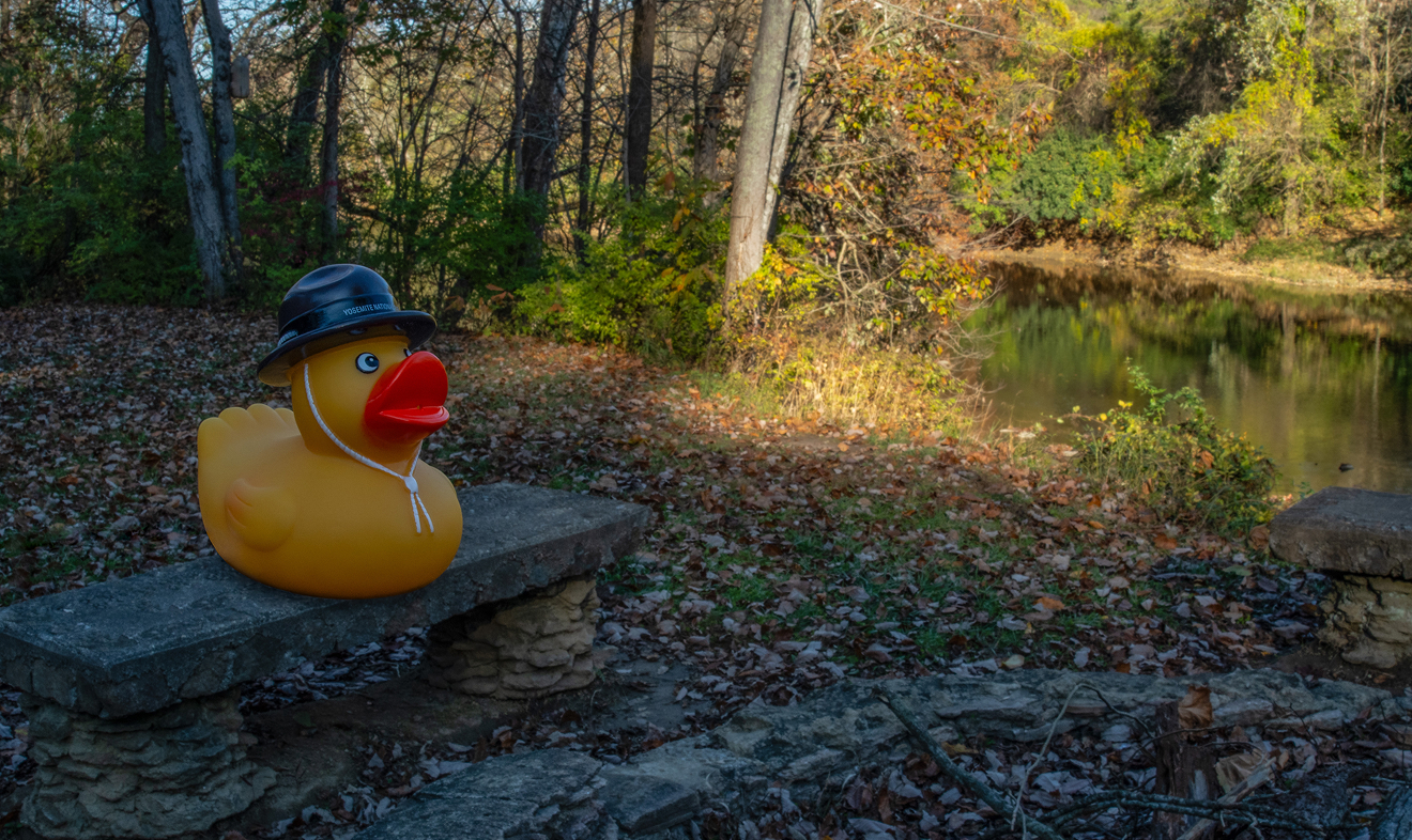 Duck camping scene
